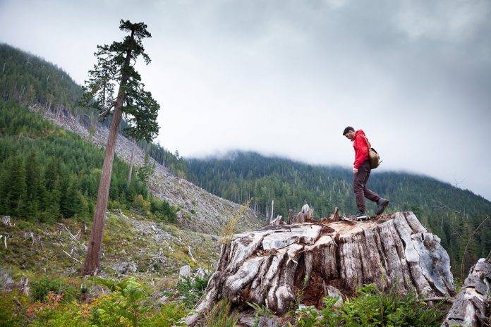 BigLonelyDoug Big Lonely Doug Douglas Magazine Vancouver island news
