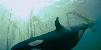 Orcas Douglas magazine Vancouver Island News