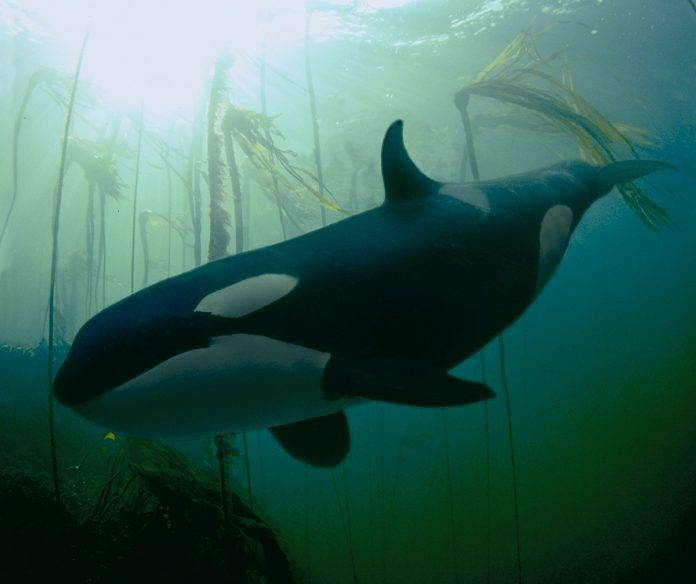 Orcas Douglas magazine Vancouver Island News
