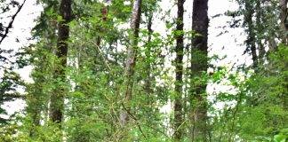 Josie Osborne, Tofino Botanical Gardens