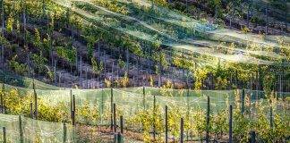 Cowichan Valley Designated Official Wine Producing Region