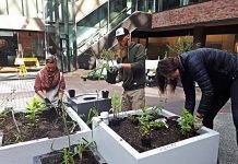 people working in an urban community garden
