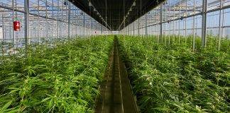photo of Tilray manufacturing