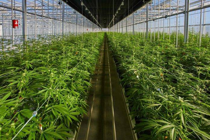 photo of Tilray manufacturing