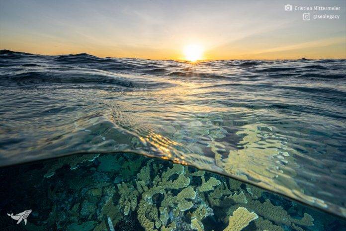SeaLegacy image of ocean bed