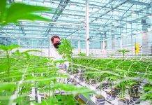 Interior of greenhouse at Aurora Coast manufacturing facility