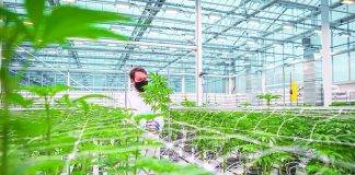 Interior of greenhouse at Aurora Coast manufacturing facility