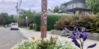 Camas blooms in a Fernwood neighbourhood