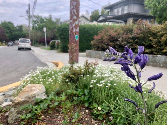 Fernwood Camas 3_Sarah Reid Camas blooms in a Fernwood neighbourhood