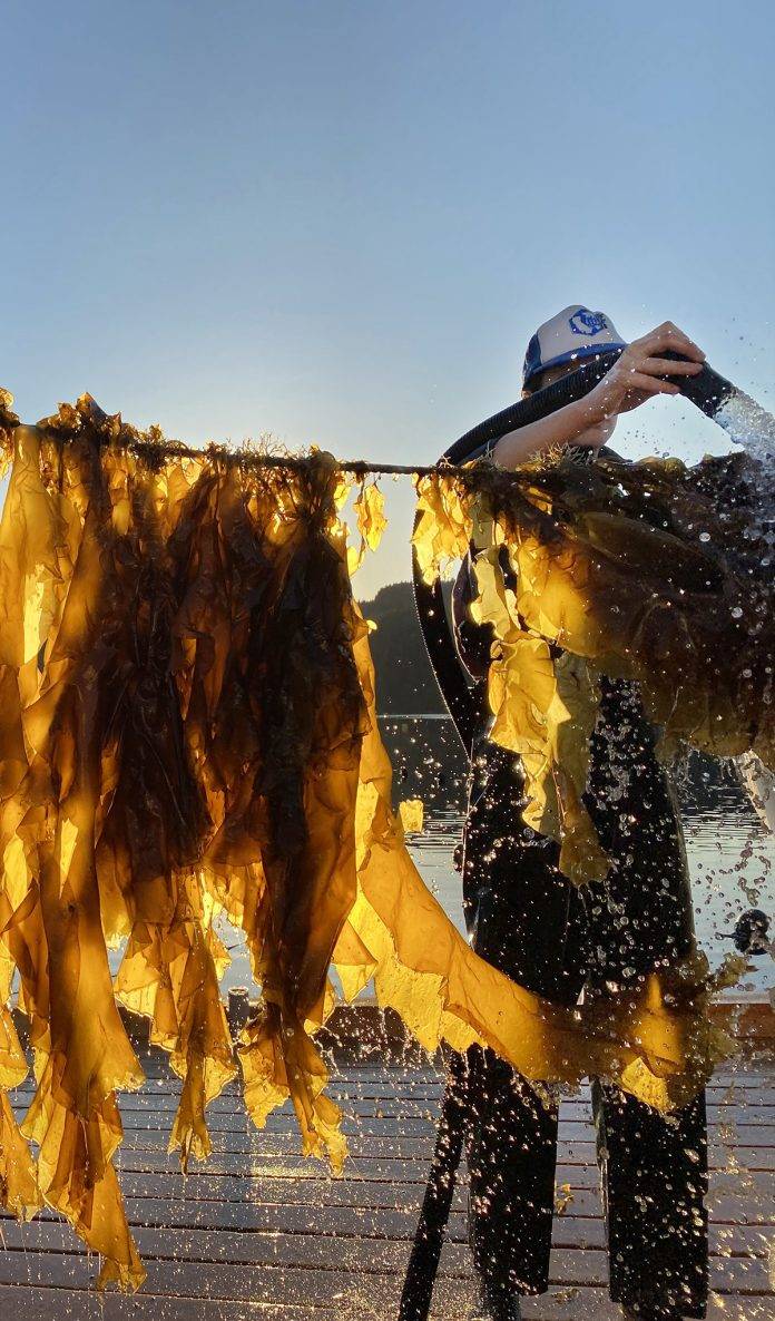 IMG_4223b copy Crazy for Kelp