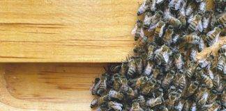 Alvéole: The Urban Beekeeping Company