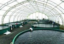 Taste of BC Aquafarms is a land-based steelhead salmon operation in Nanaimo