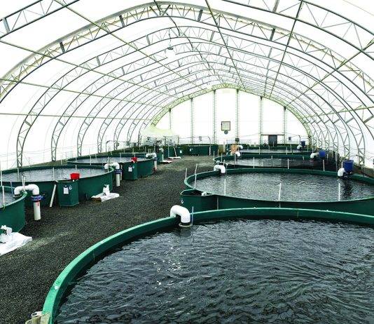 Taste of BC Aquafarms is a land-based steelhead salmon operation in Nanaimo