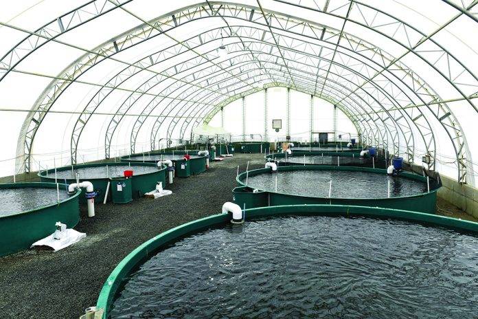 © 2016 HA Photography Taste of BC Aquafarms is a land-based steelhead salmon operation in Nanaimo