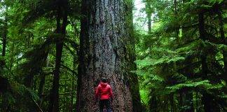 MacMillan Provincial Park