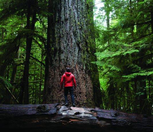 MacMillan Provincial Park