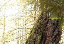 Cathy Armstrong,  executive director, The Land Conservancy of British Columbia