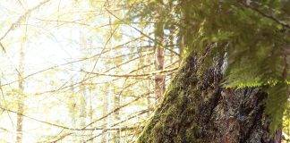 Cathy Armstrong,  executive director, The Land Conservancy of British Columbia