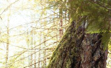 Cathy Armstrong,  executive director, The Land Conservancy of British Columbia