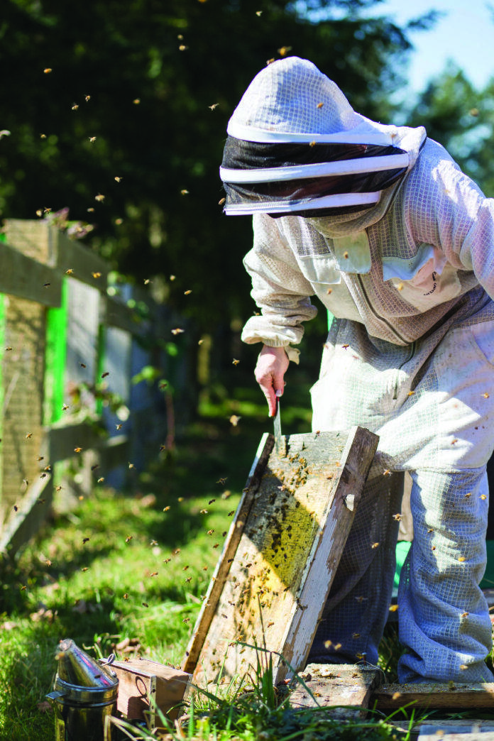 The business of bees - Douglas 10 to watch issue 2023