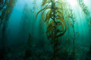 Banking on Seaweed - Douglas Aug/Sept 2023