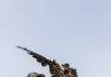 Raptors to the rescue - Douglas Oct/Nov 2023