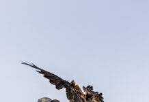 Raptors to the rescue - Douglas Oct/Nov 2023