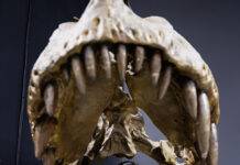 Dino Labs - Douglas Oct/Nov 2023