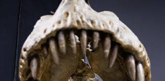 Dino Labs - Douglas Oct/Nov 2023