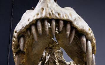 Dino Labs - Douglas Oct/Nov 2023