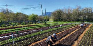 Advice for urban foodpreneurs who depend on local farms.