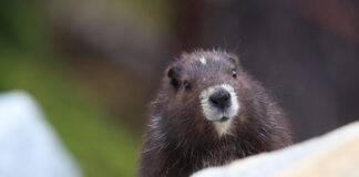 Vancouver Island Brewing has teamed up with the Marmot Recovery Foundation to help save endangered marmots.