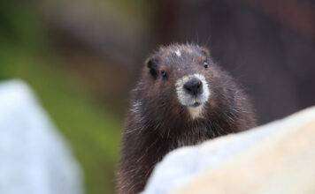 Vancouver Island Brewing has teamed up with the Marmot Recovery Foundation to help save endangered marmots.