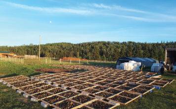 Foraging for fungi - Douglas magazine (Power Issue - Jun/July 2024)