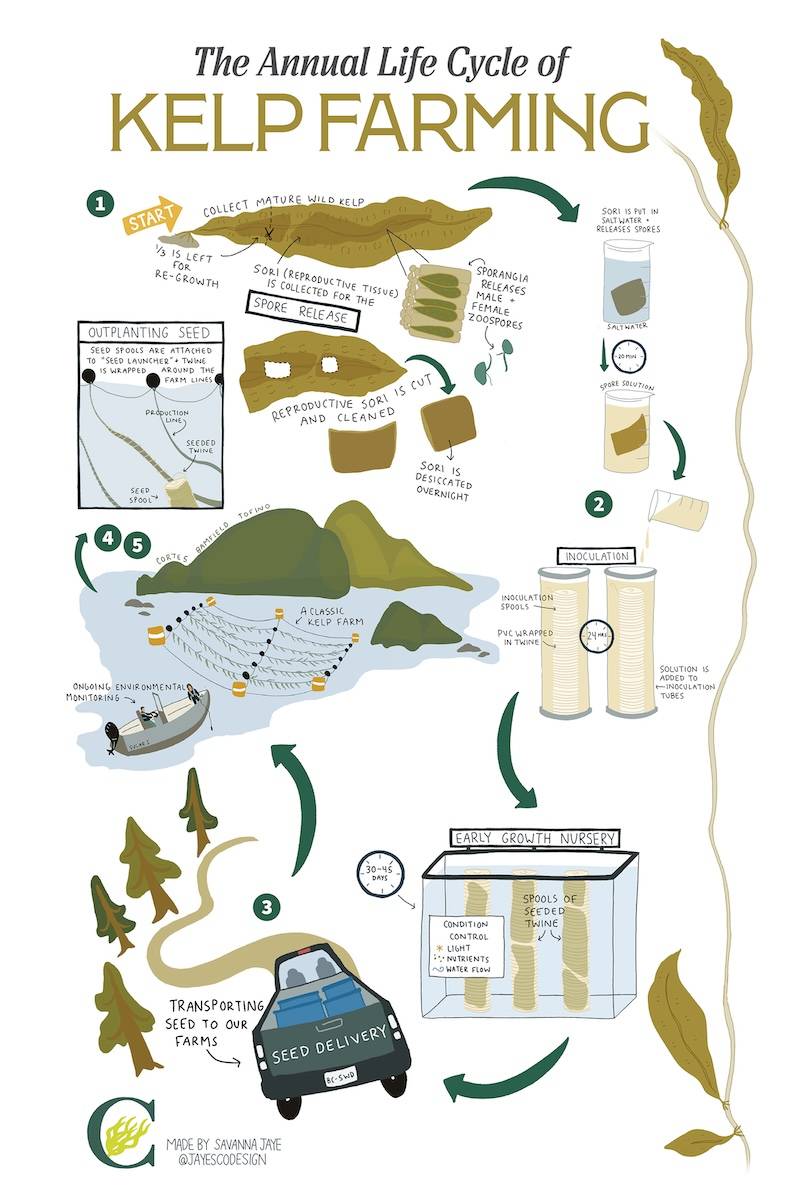 the annual life cycle of kep farming illustration