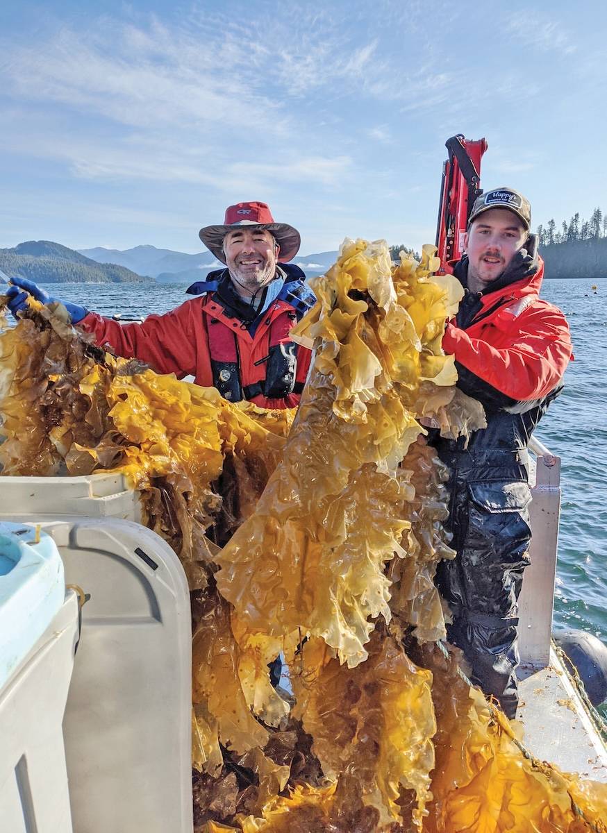 kelp farming Vancouver Island