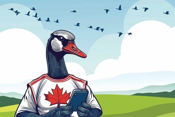 Gander social Canadian goose using smartphone in nature.