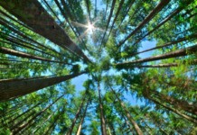 Green Leaders eco-friendly business awards Canada