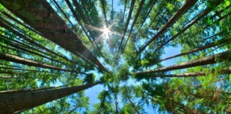 eco-friendly business awards Canada