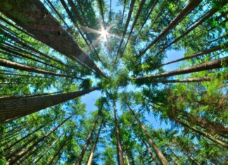 Green Leaders eco-friendly business awards Canada