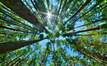 eco-friendly business awards Canada