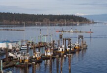 Tugboats docked in calm waters at Duke Point