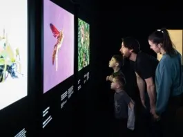 Family observing colorful nature exhibits at the RBCM